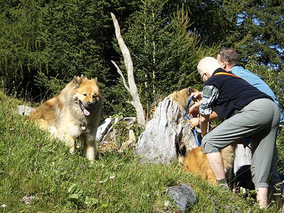 Hunde posieren.jpg - Die Hunde werden für ein Gruppenfoto platziert